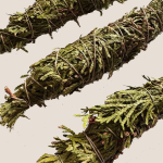 Kadzidło w Pęczku z Żywotnika