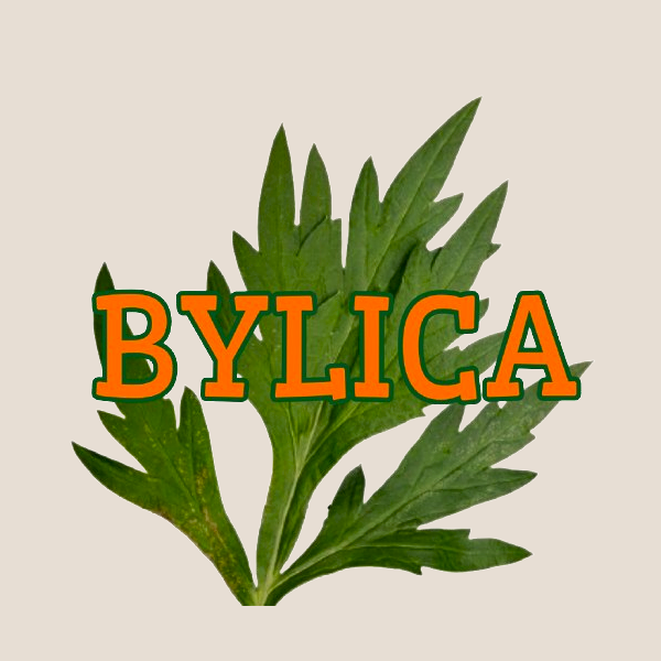 bylica